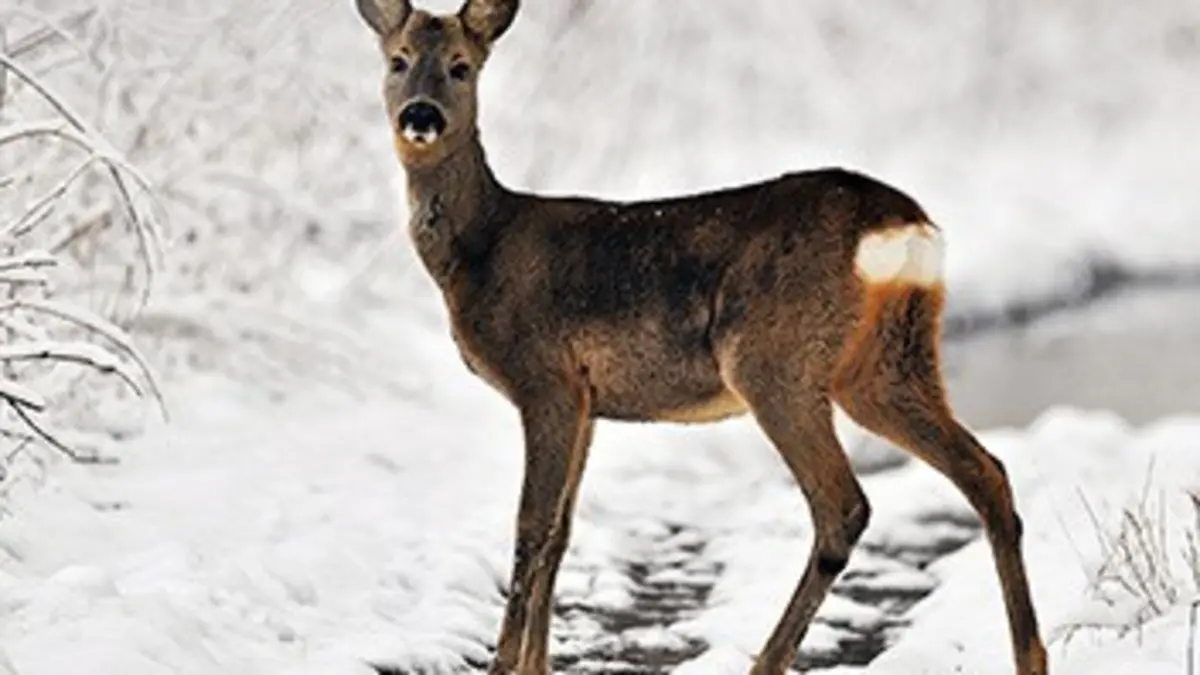 Dans la forêt enchantée