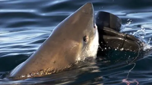 Dans la gueule du requin