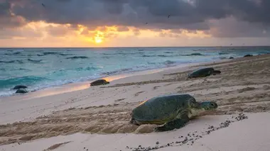 Tempête sur le récif