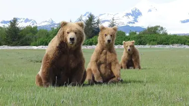 Dans la peau d'un grizzly Pas si bête