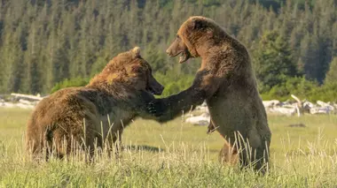 Dans la peau d'un grizzly Tenaillé par la faim