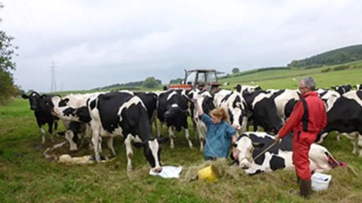 Dans la peau d'un vétérinaire E03 Des vaches à féconder