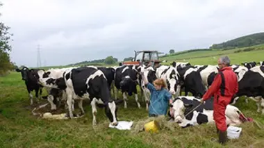 Des vaches à féconder