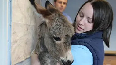 Un ânon barbouillé