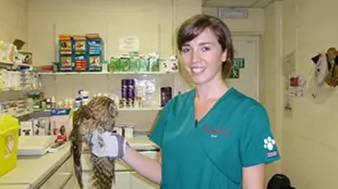 Une chouette égarée