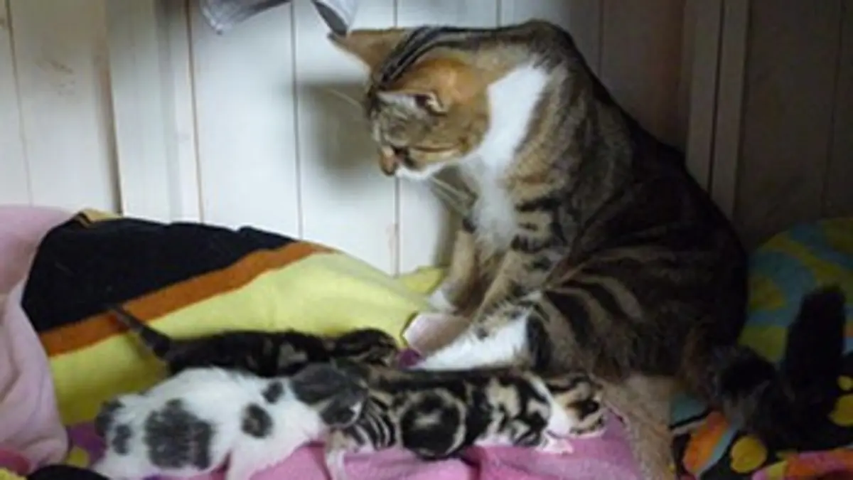 Dans la peau d'un vétérinaire E01 Un chaton courageux