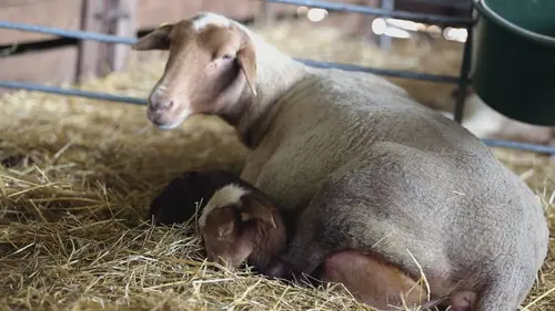 Dans la peau des... Chevaux et des brebis