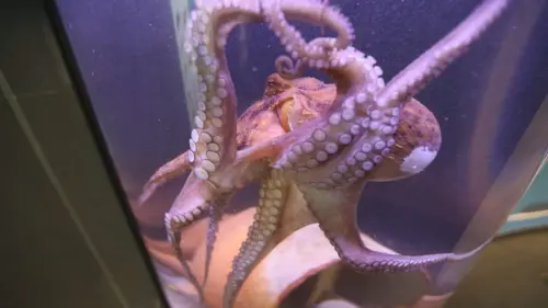 Casting Dans la peau des... Chiens et des poulpes