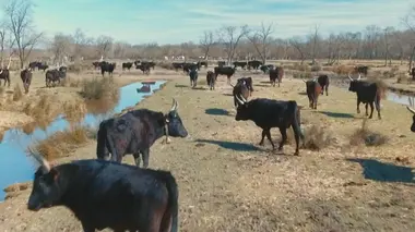 Taureaux et des aigles