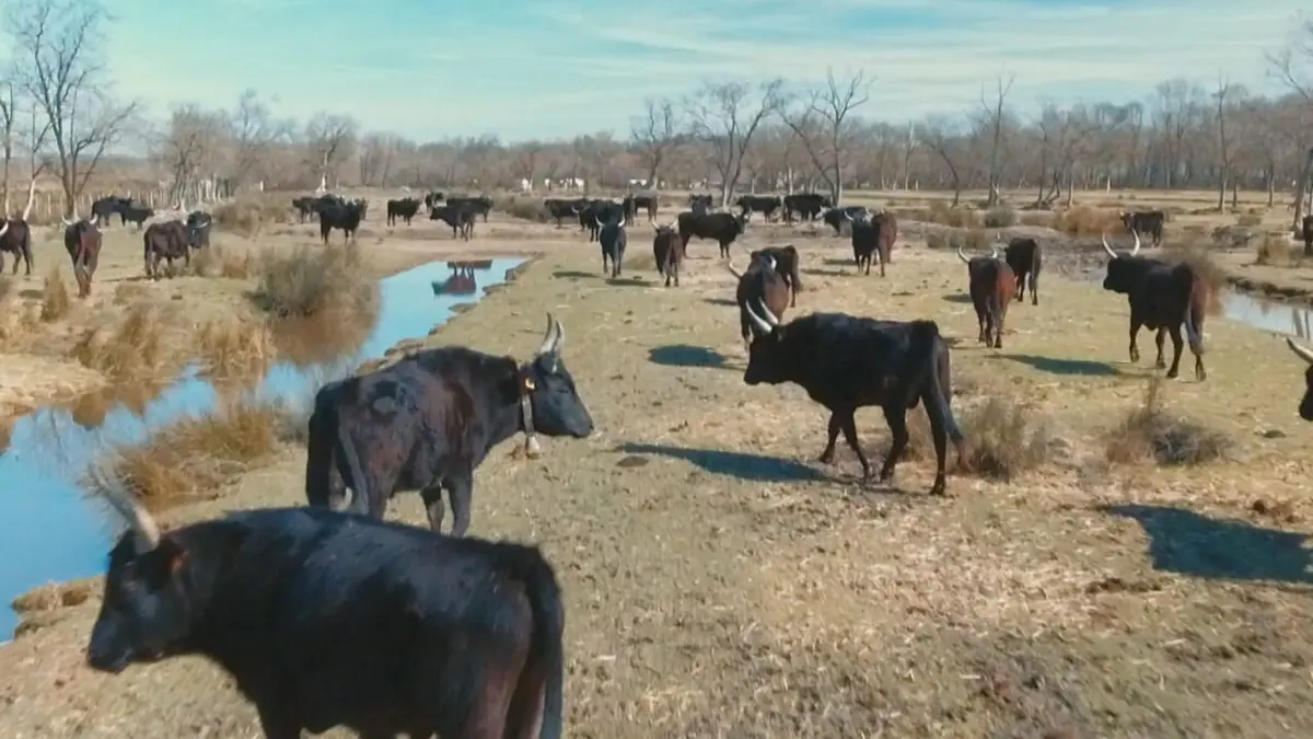 Visuel de Dans la peau des... Chevaux et des brebis