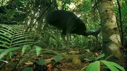 Dans la plus vieille forêt du monde