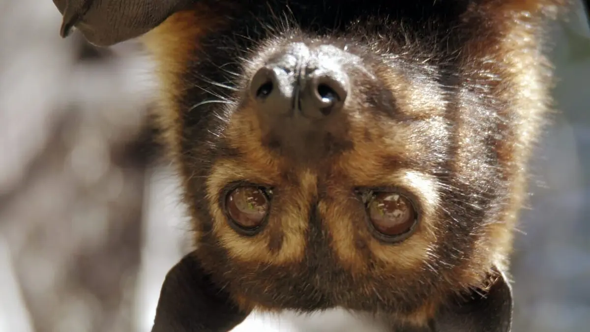 Dans la plus vieille forêt du monde replay
