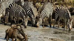 Visuel de Dans la savane du Serengeti