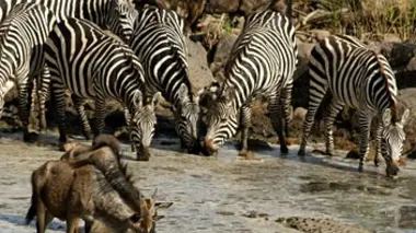 Dans la savane du Serengeti