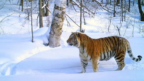 Dans la taïga, sur les traces du tigre de Sibérie