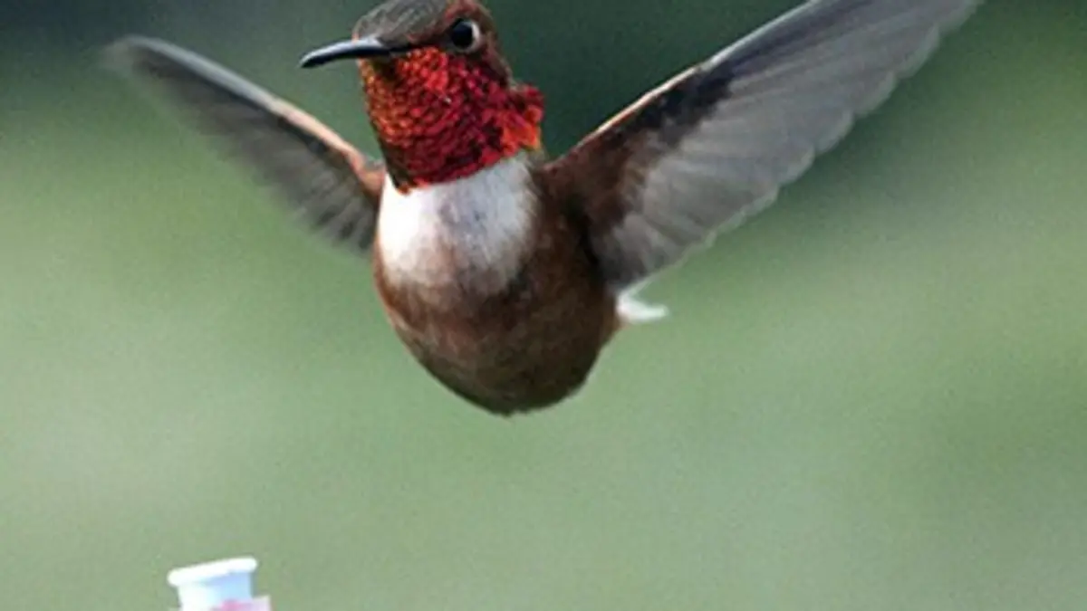 Dans la tête d'un animal