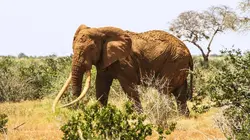 Dans la tête des éléphants