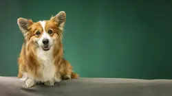 Dans la vie d'un chien