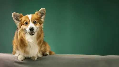 Dans la vie d'un chien
