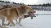 Dans la vie d'un chien