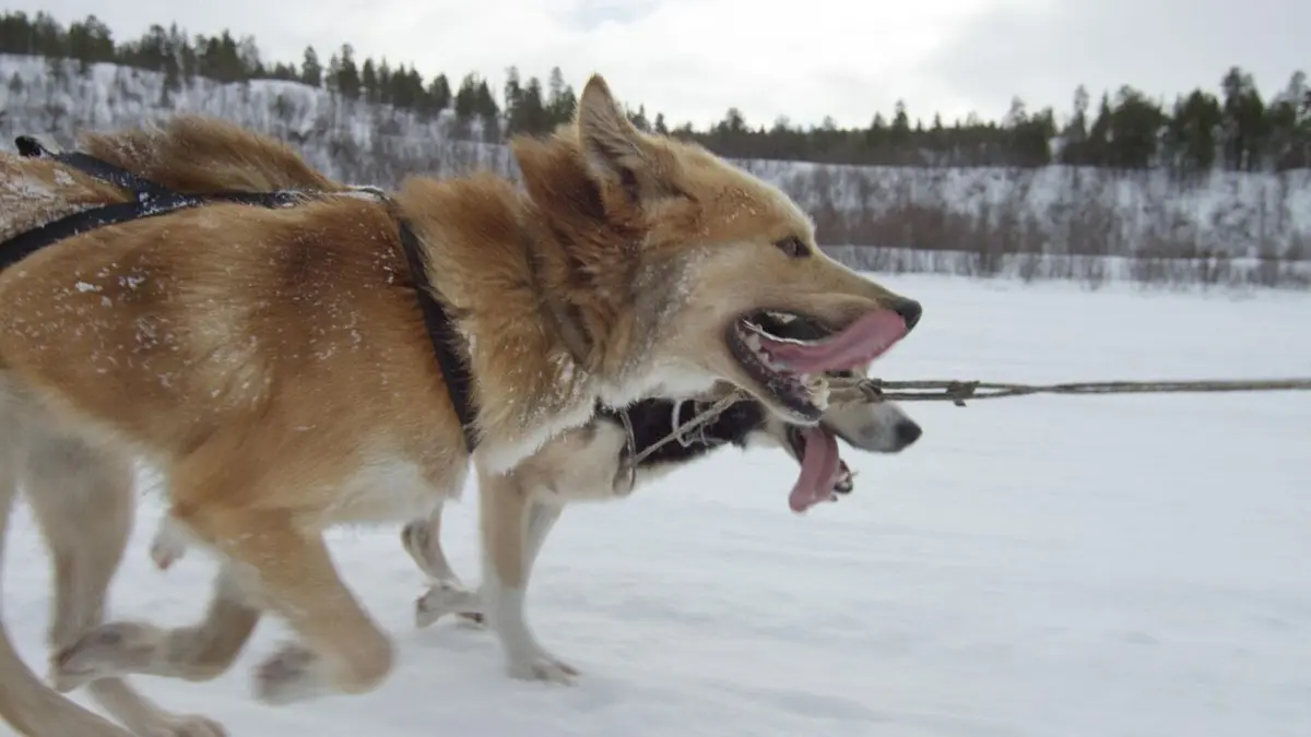 Dans la vie d'un chien Un précieux allié