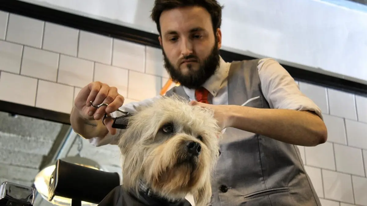 Dans la vie d'un chien Entre chien et loup