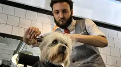Visuel de Dans la vie d'un chien
