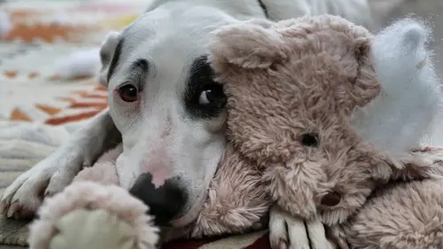 Dans la vie d'un chien Le meilleur ami de l'homme