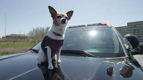 Dans la vie d'un chien Un précieux allié