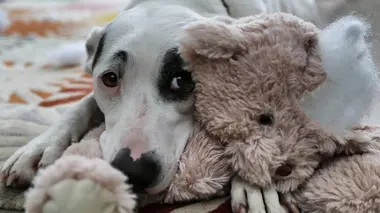 Dans la vie d'un chien Le meilleur ami de l'homme