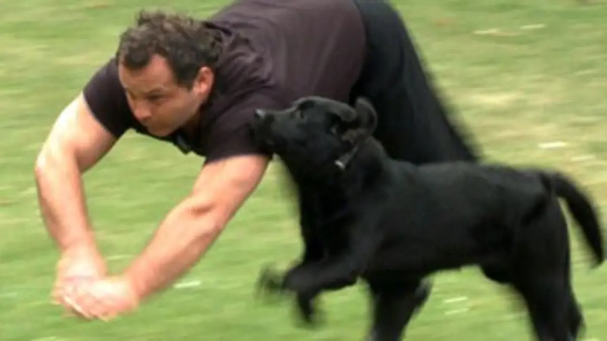 Dans le regard d'une bête...