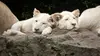 2022 • Dans le secret des animaux : la fille qui murmurait à l'oreille des lions