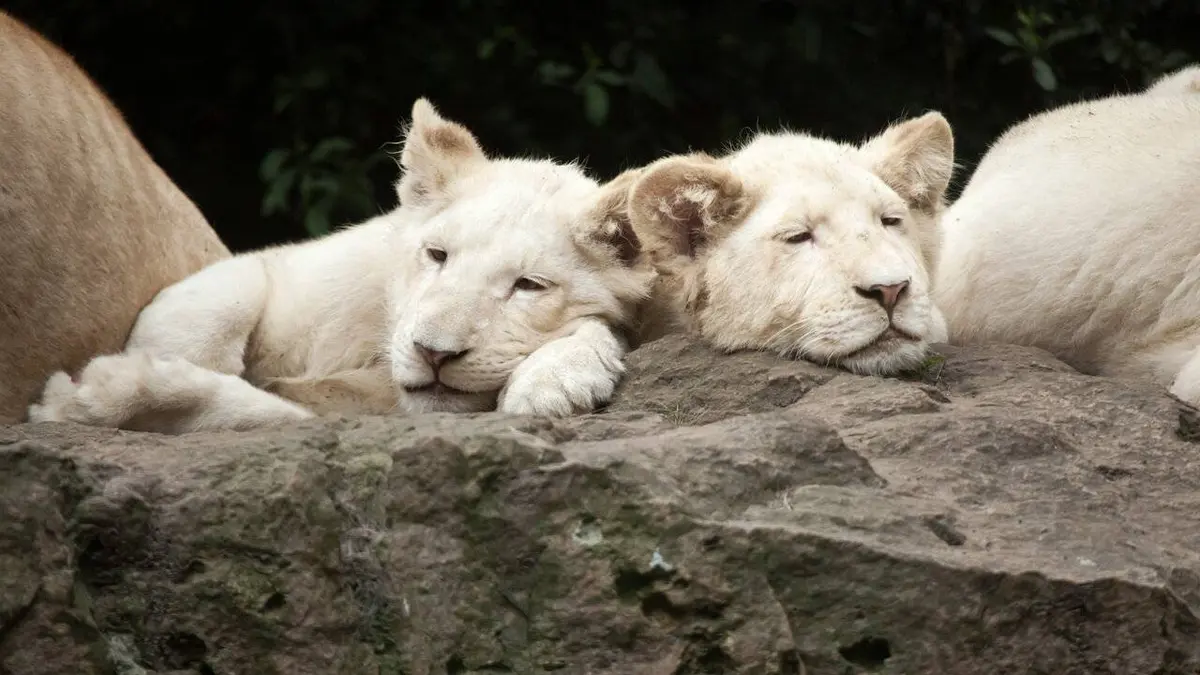 Dans le secret des animaux : la fille qui murmurait à l'oreille des lions