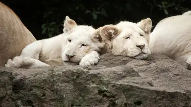 Dans le secret des animaux : la fille qui murmurait à l'oreille des lions