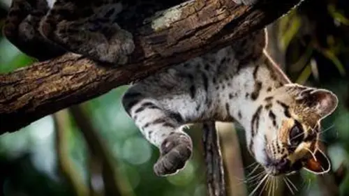 Dans le secret des félins