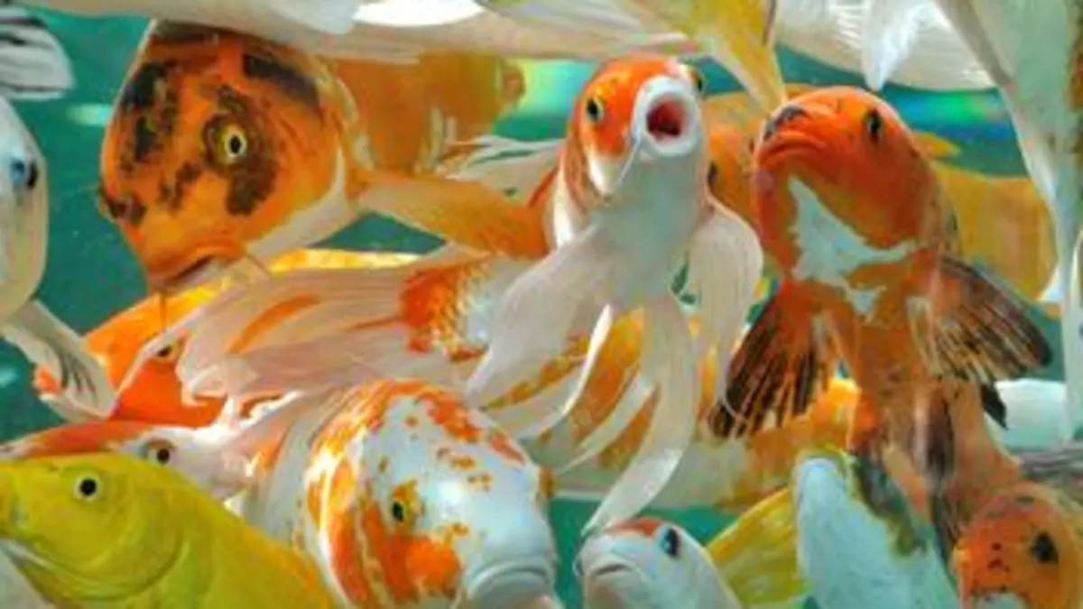 Dans le secret des primates