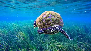 Dans le secret des sources S01E01 Floride, les sources de cristal