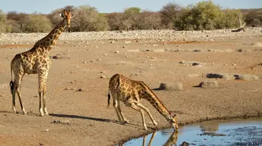 Dans le secret des sources S01E02 Etosha, le pays de l'eau sèche