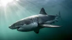 Dans le sillage des requins E02 La vie secrète