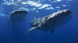 Dans le sillage des requins E01 Les prédateurs