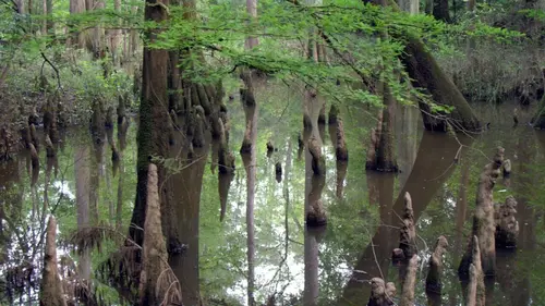 Casting Dans les bayous du Texas