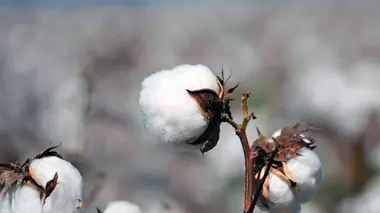 Toutes les couleurs du western
