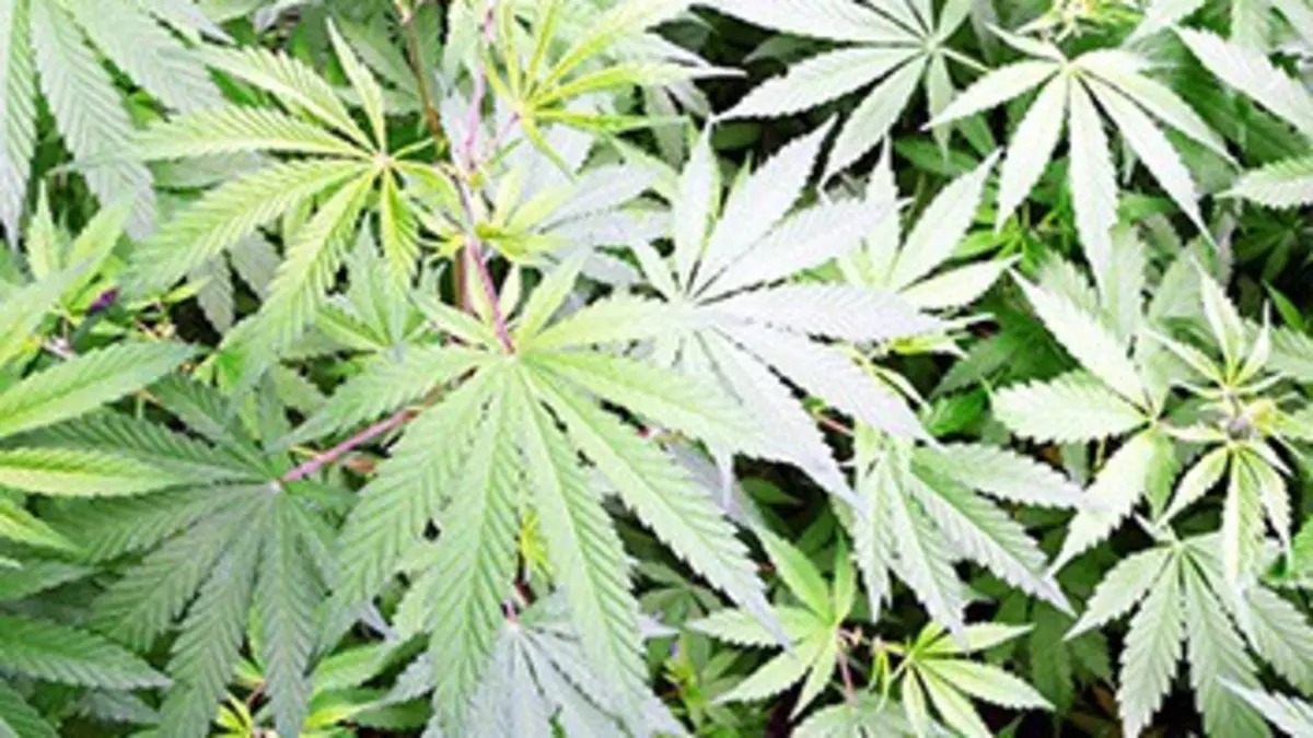 Dans les coulisses de l'enquête E44 Trafic de cannabis : la BSU traque les dealers