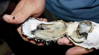 Les gendarmes contre les braconniers de la mer