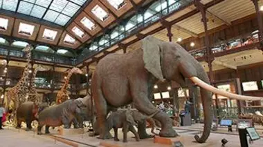Dans les coulisses du Muséum