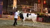 Dans les coulisses du Salon de l'agriculture