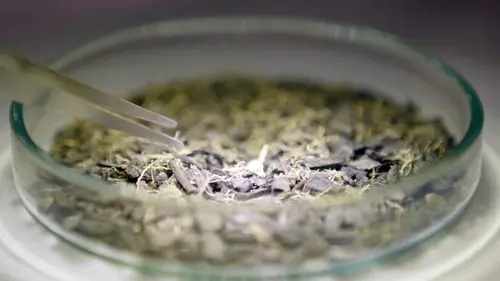 Dans les cuisines de la Préhistoire Sapiens, le chasseur-cueilleur