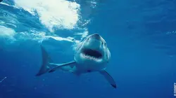 Dans les eaux bleues de Nouvelle-Zélande