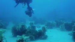 Dans les eaux bleues de Nouvelle-Zélande