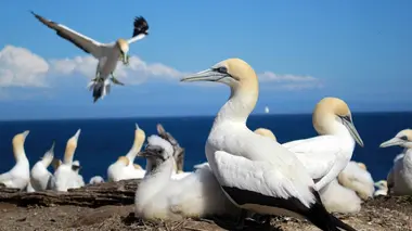 L'île volcan de White Island